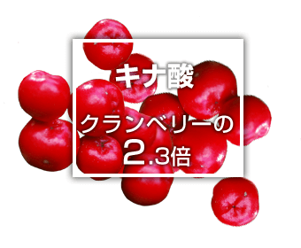 サジーのキナ酸含有量はクランベリーの2.3倍