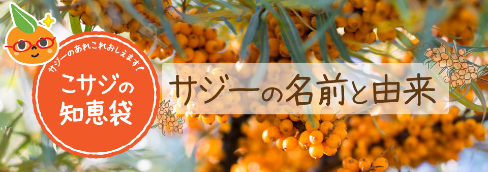 サジーの名前と由来