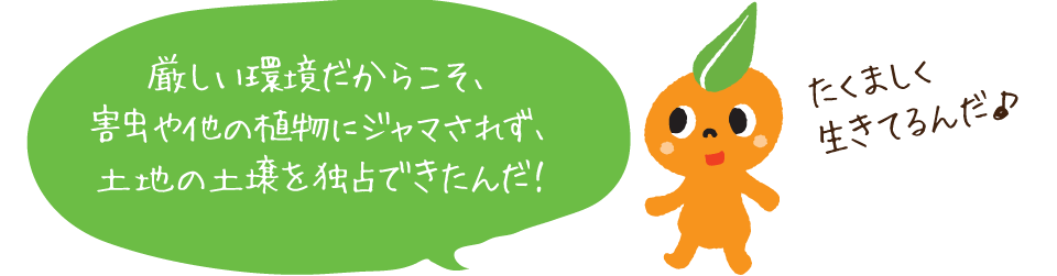 サジーは厳しい環境でたくましく生きている