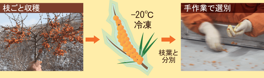 枝ごと収穫した後、冷凍され、手作業でていねいに選別