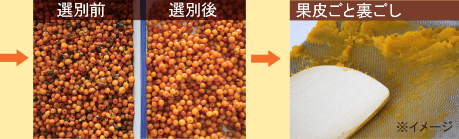 豊潤サジーができるまで
