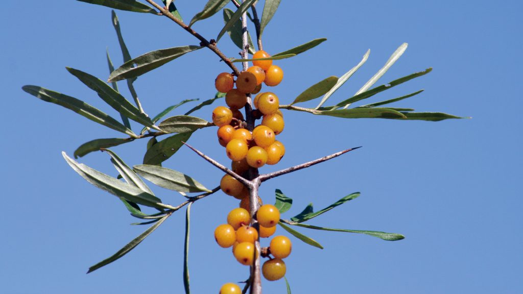 サジーのフィネス 豊潤サジー通販 サジーベリー通販